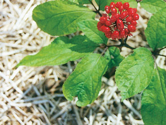 Asian Ginseng