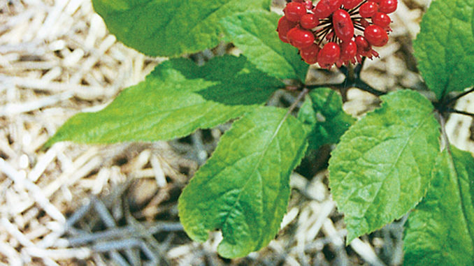 Asian Ginseng