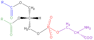 Phosphatidylserine Phosphatidylserine