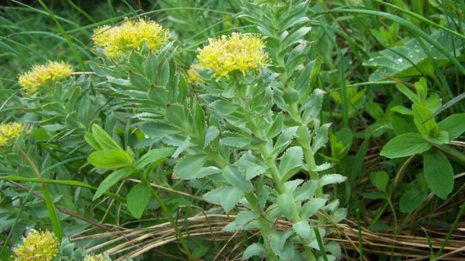 Rhodiola rosea Rhodiola rosea