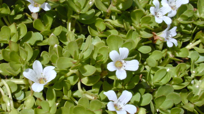 Bacopa monnieri